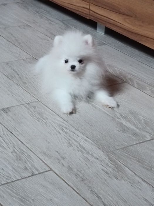 Pomeranian z paszportem, biały piesek