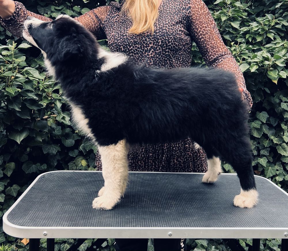 Wyjątkowy piesek Border Collie FCI - gotowy do kochania!