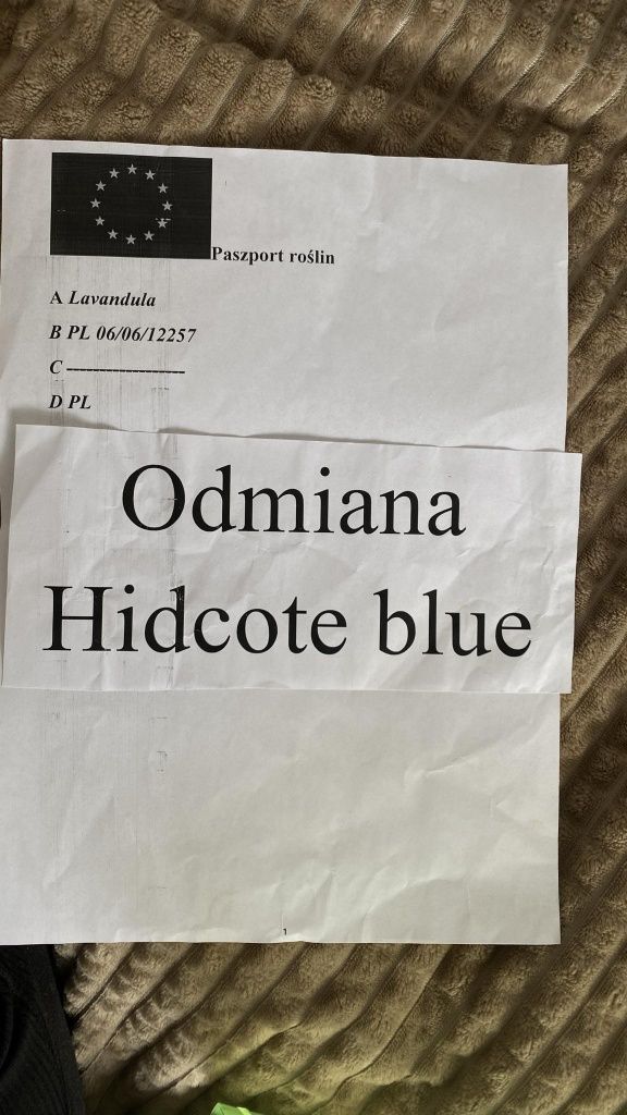 Лаванда двохрічна Hidcote Blue.