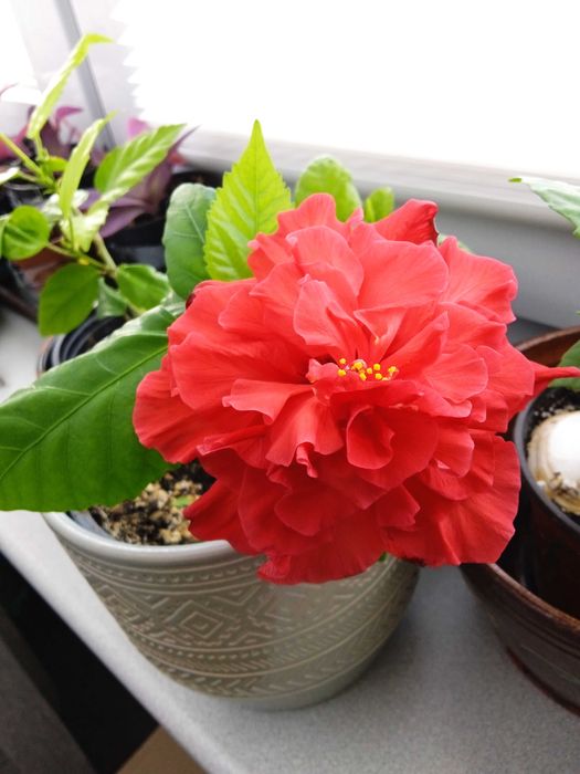 Domowa róża chińska, hibiskus - Sadzonki roślin doniczkowych