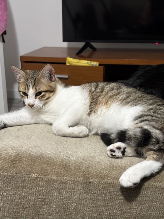 Gatinho Macho independente