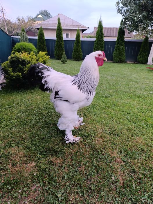 Світла колумбійська брама