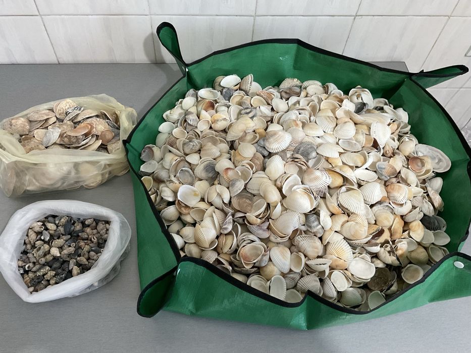 Ракушки разные, мушлі