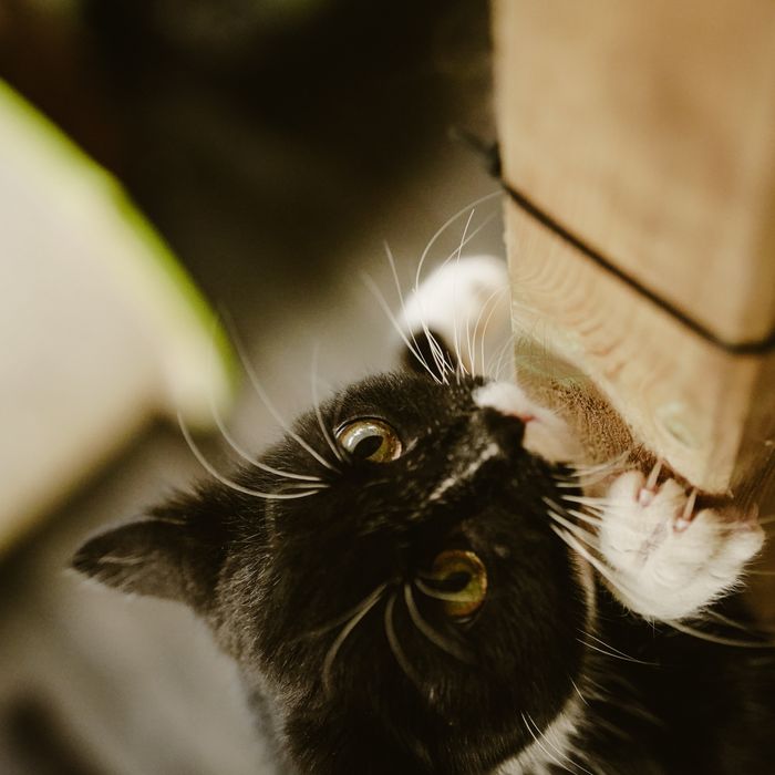 Kotka Marysia szuka domu