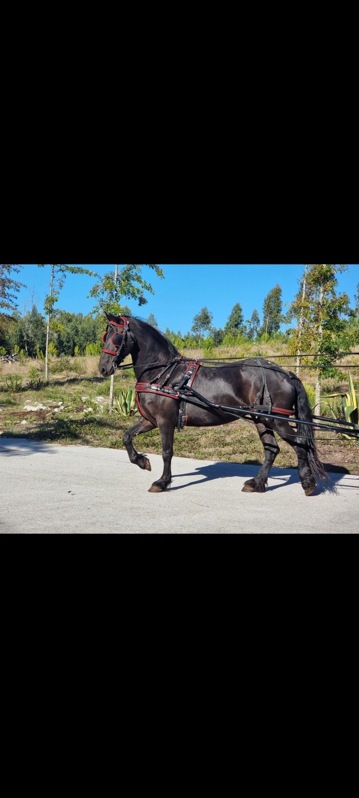 Sémen de cavalo Frisio