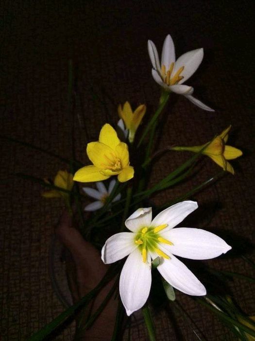 Продам зефірантес жовтий.