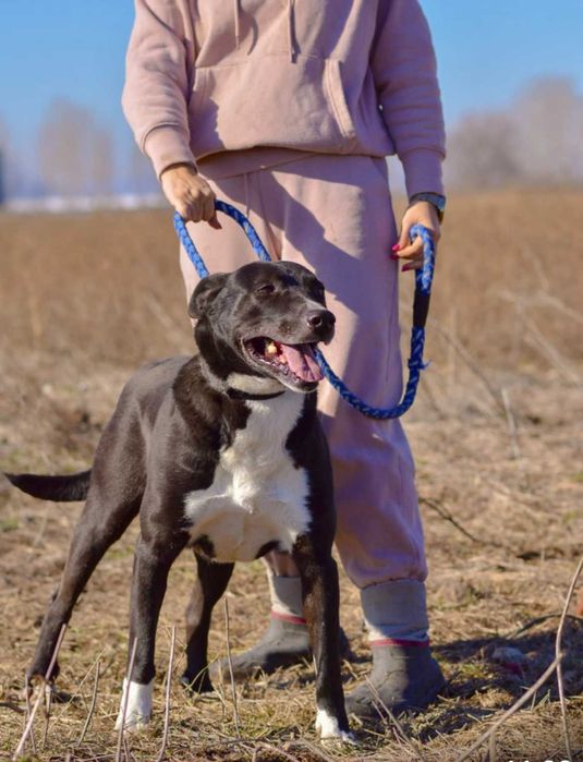 DEJMAN - 4-5 lat unikalny, przyjazny pies uratowany w Bułgarii