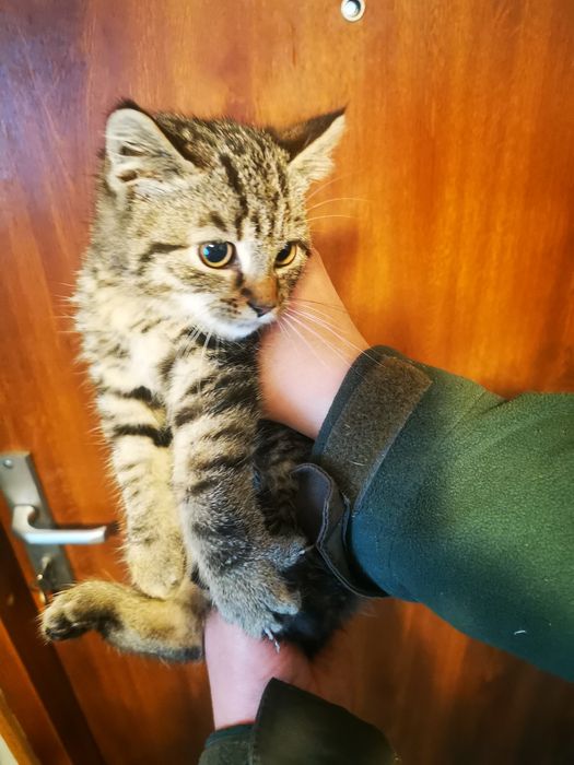 Oddam kocurka do dobrego domu