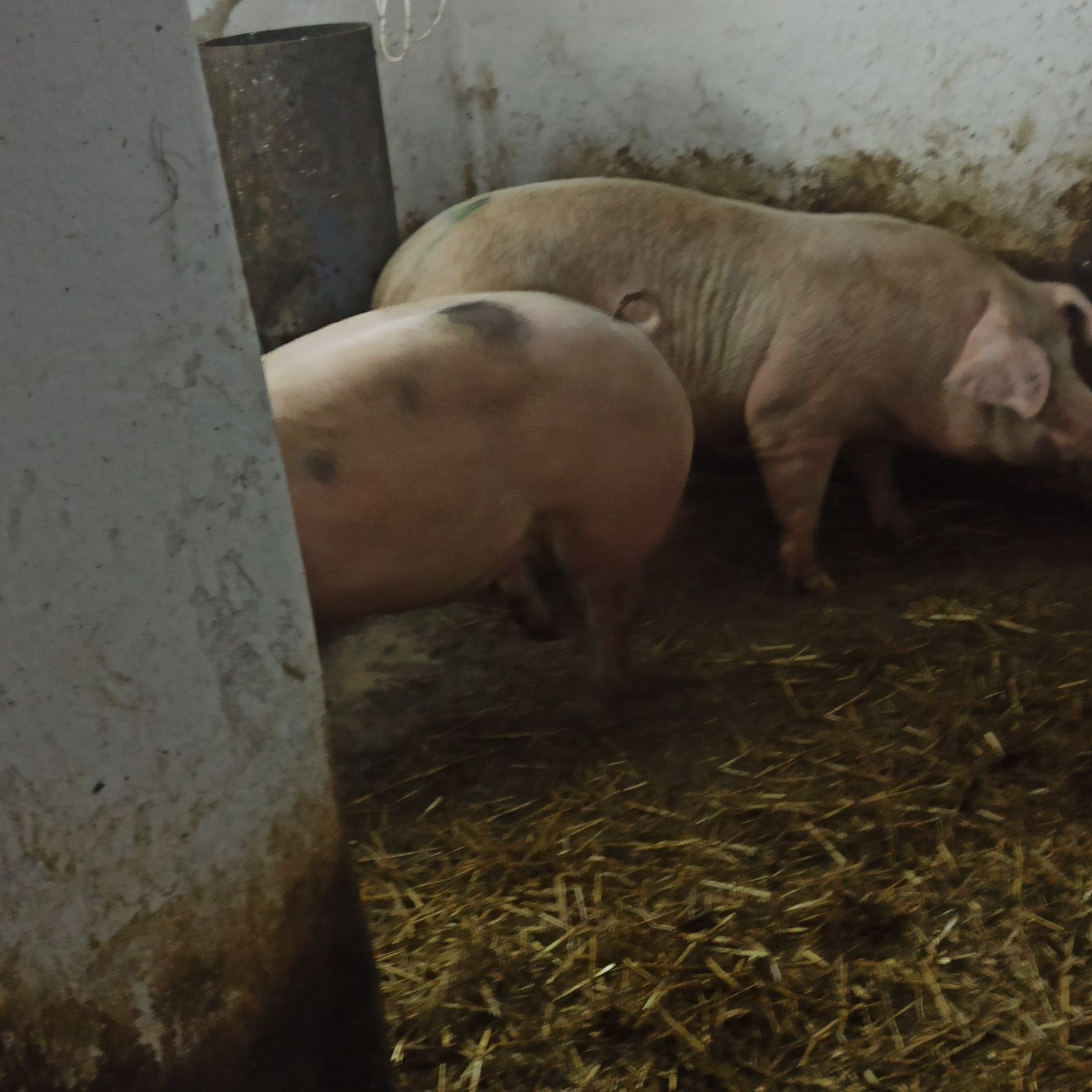 Tuczniki Świnie mięsne od 120 kg do 160 kg