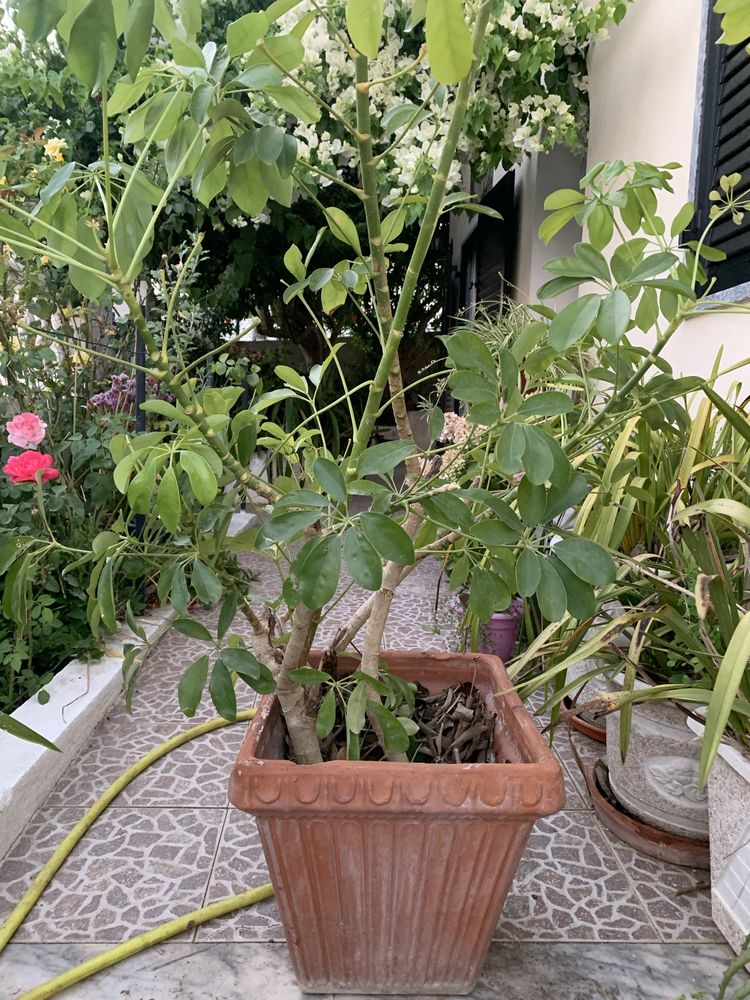 Vendo esta enorme planta ornamental com grande vaso de barro