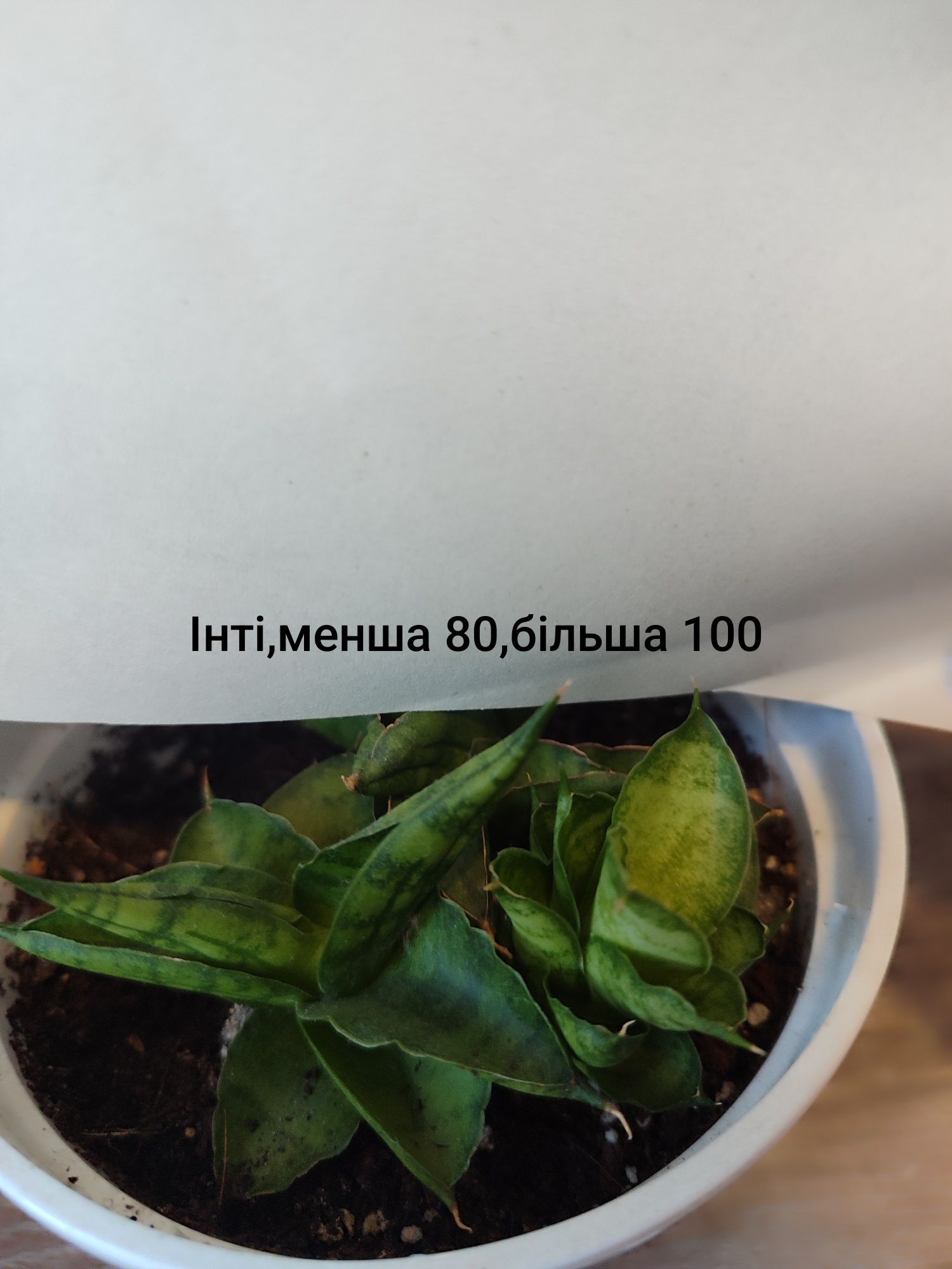 Сансевієрія, санси