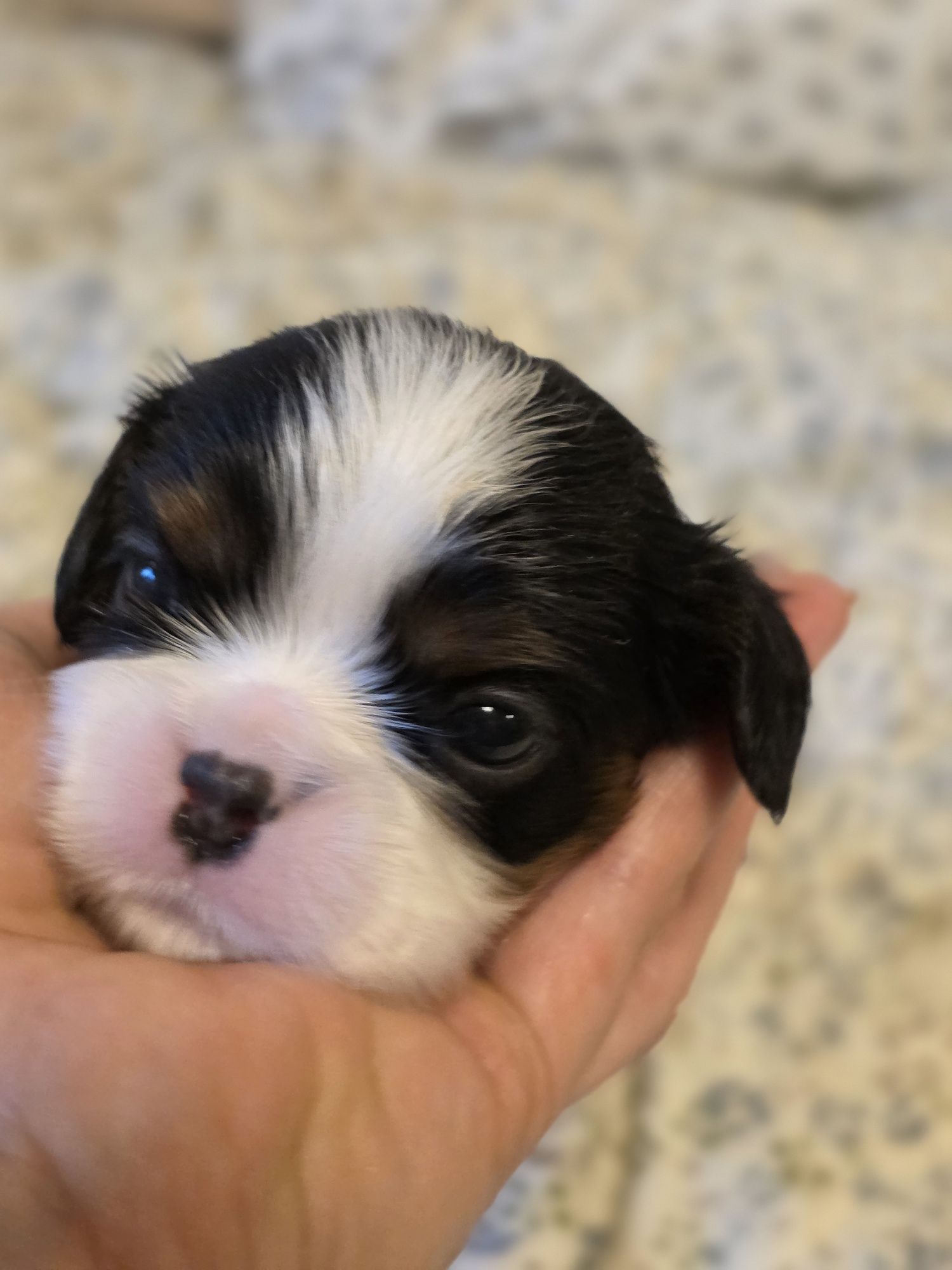 Cavalier King Charles Spaniel