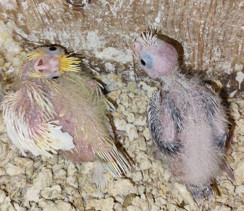 Caturras jovens para criar á mão.