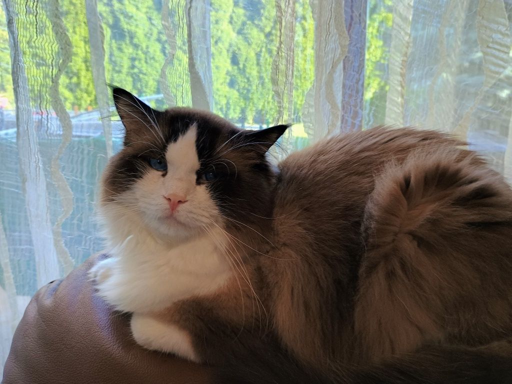 Kocurek Ragdoll odbiór początek września