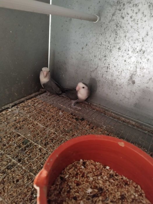 Agapornis Roseicollis Casais adultos reprodutores