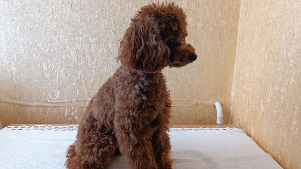 В'язка той пуделя