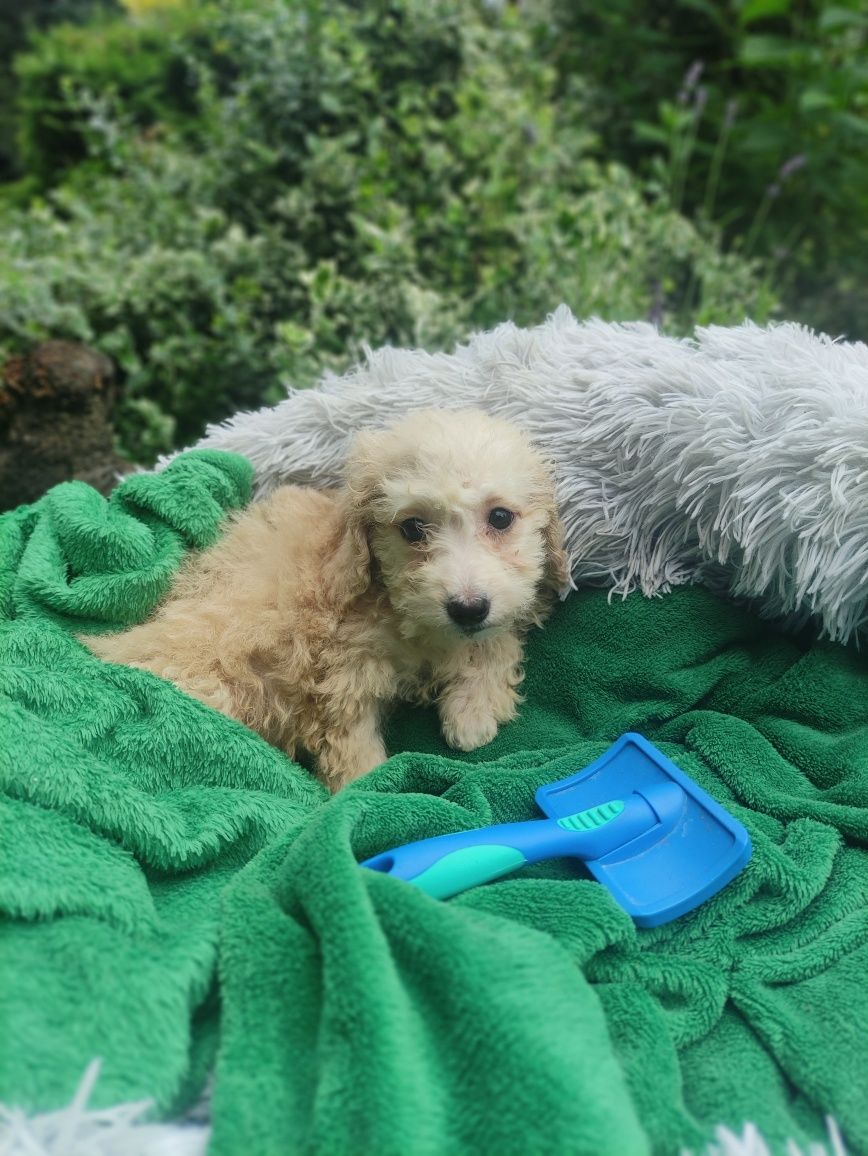Maltipoo malutki chlopiec Warszawa pudel maltanczyk