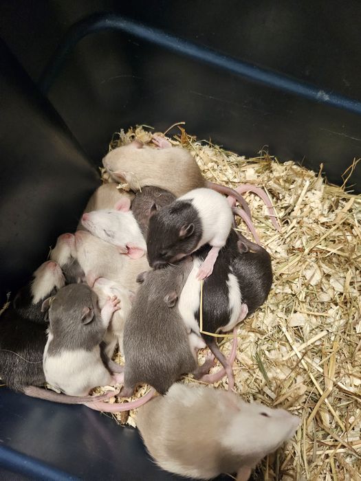 Szczur,Szczury,Szczurki