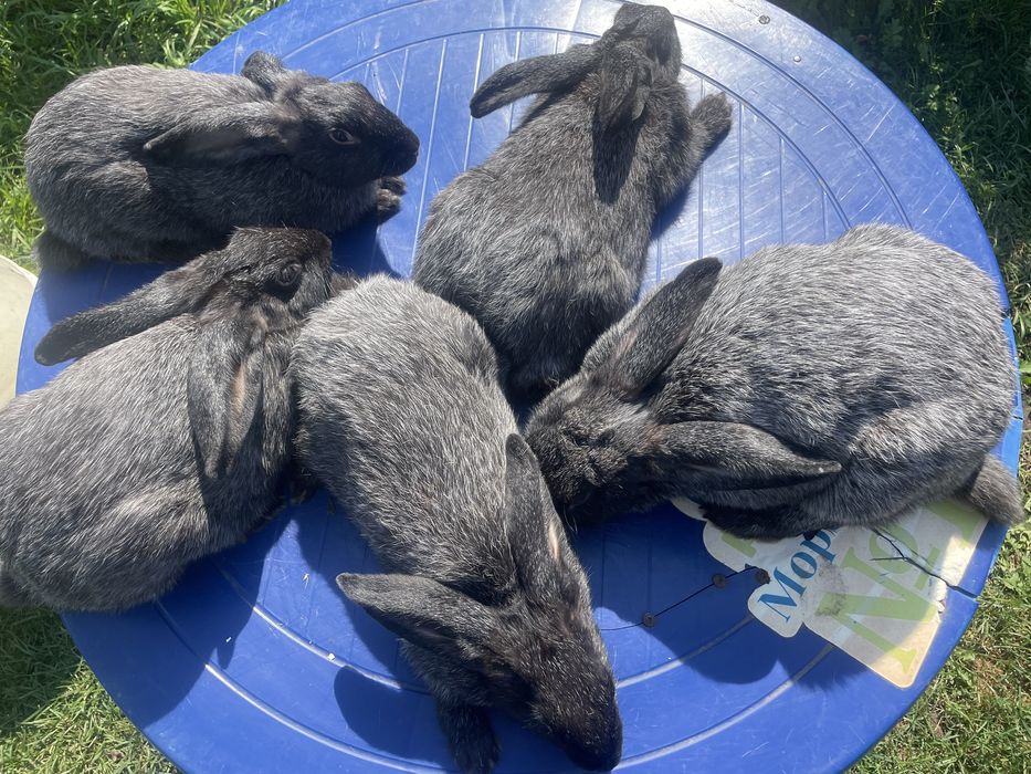 Кролиця з кролятами полтавське срібло