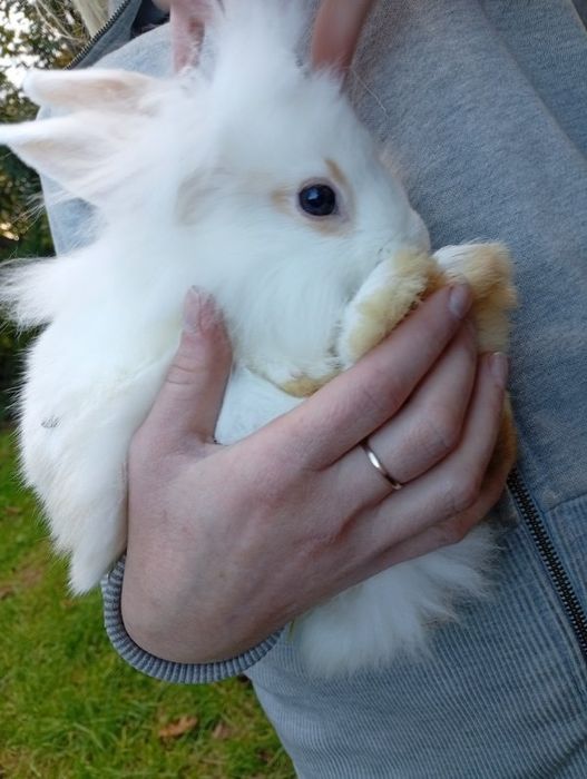 Miniatury króliczków angora i karzełek Tedy