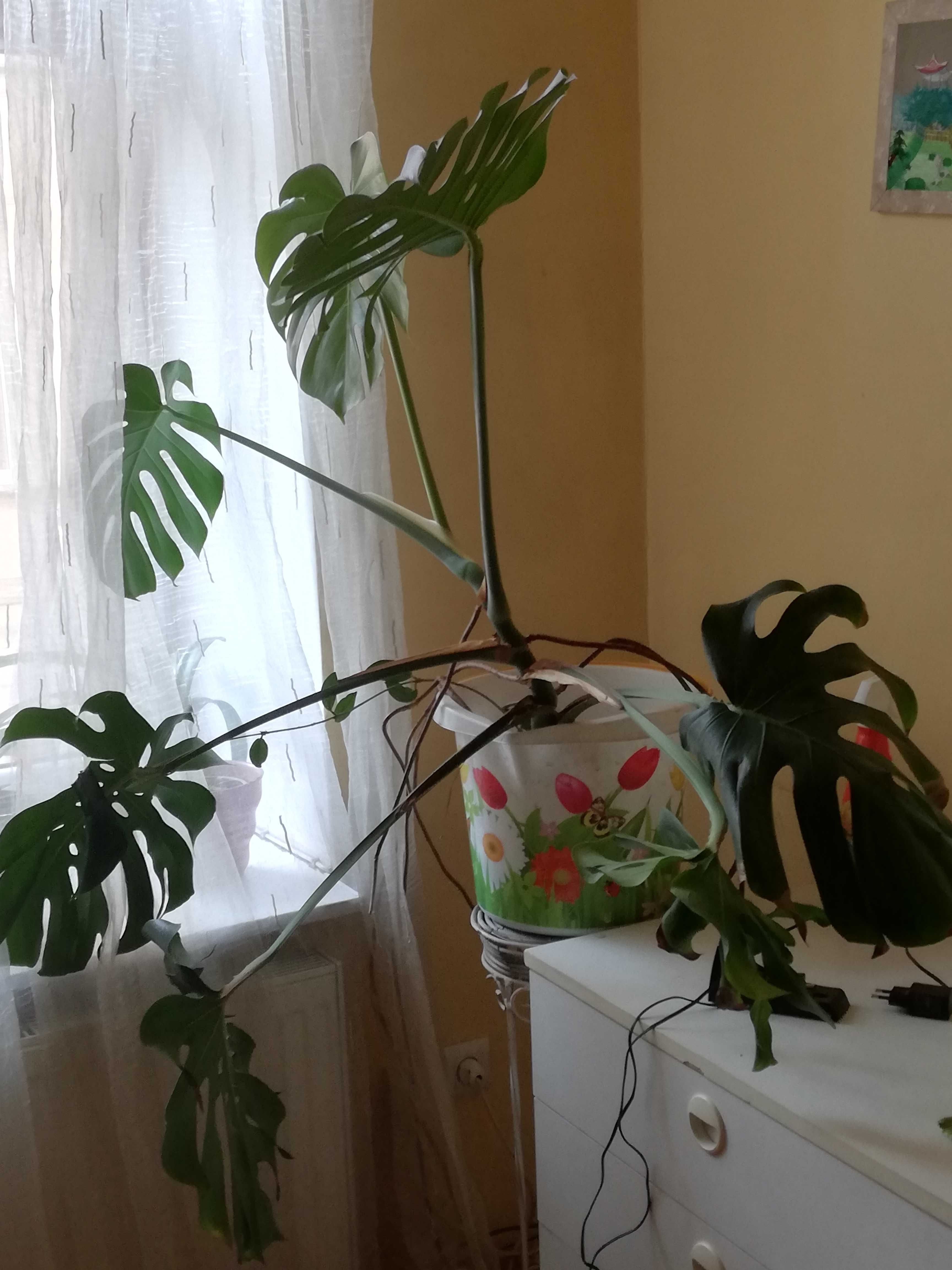 Monstera duza okazja