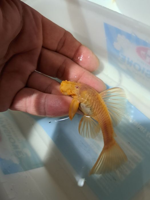 Pary Zbrojnik glonojad złoty Albino krótka płetwa