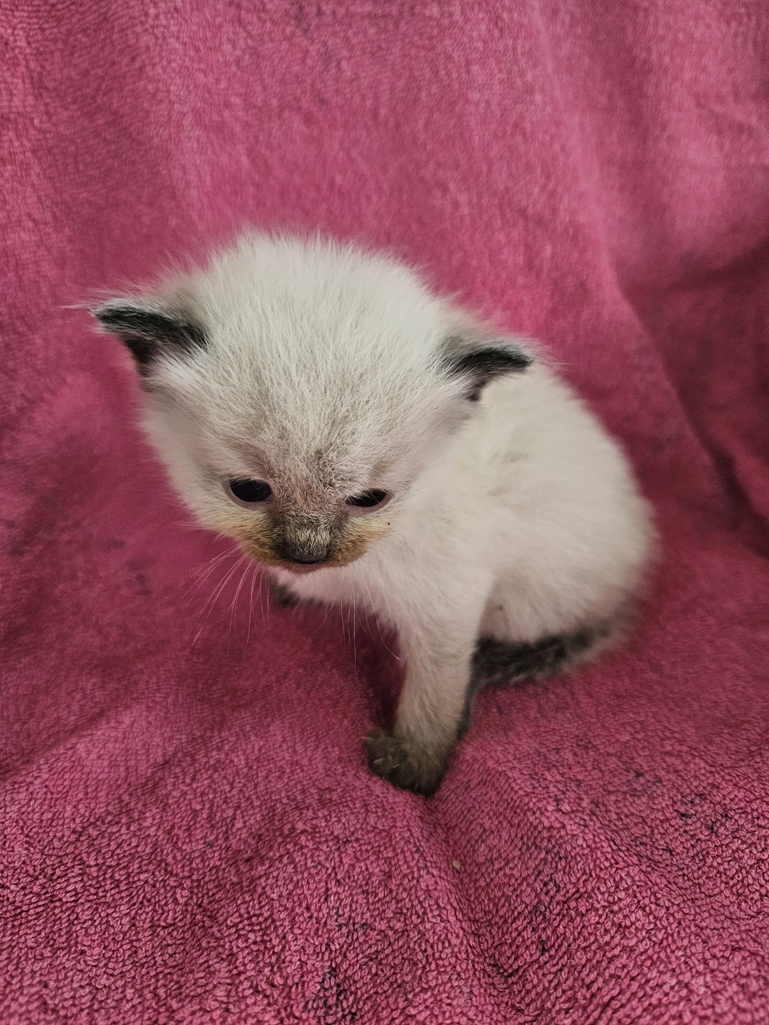 Ragdoll szuka domku