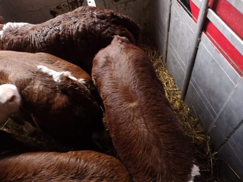 Cielaki mięsne okazja