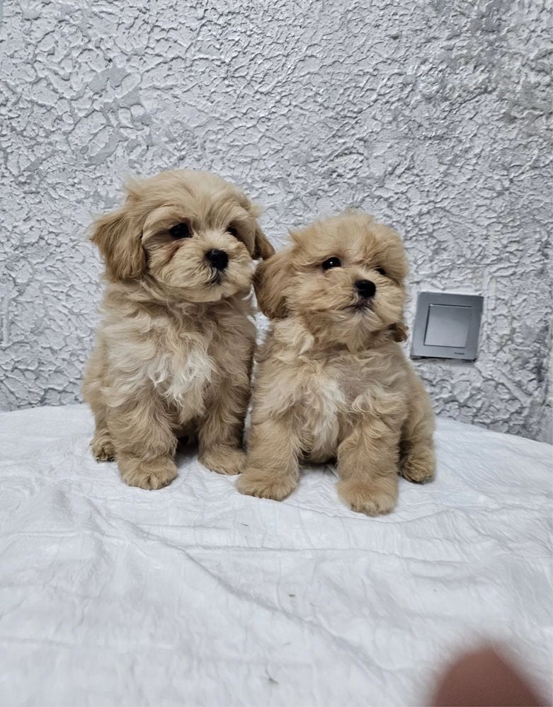 ‼️Exclusive‼️щенки Мальтипу от титулованных родителей maltipoo