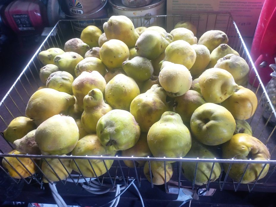 Pigwy Sprzedam wiadro pigw