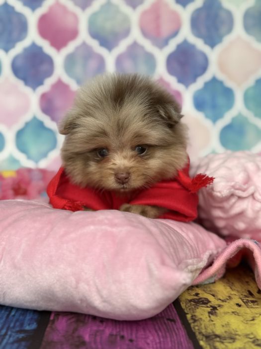 Pomeranian choco merle czekoladowy szpic miniaturowy