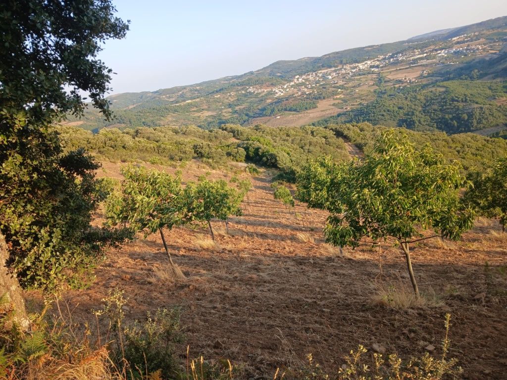 Projeto agrícola de castanheiros