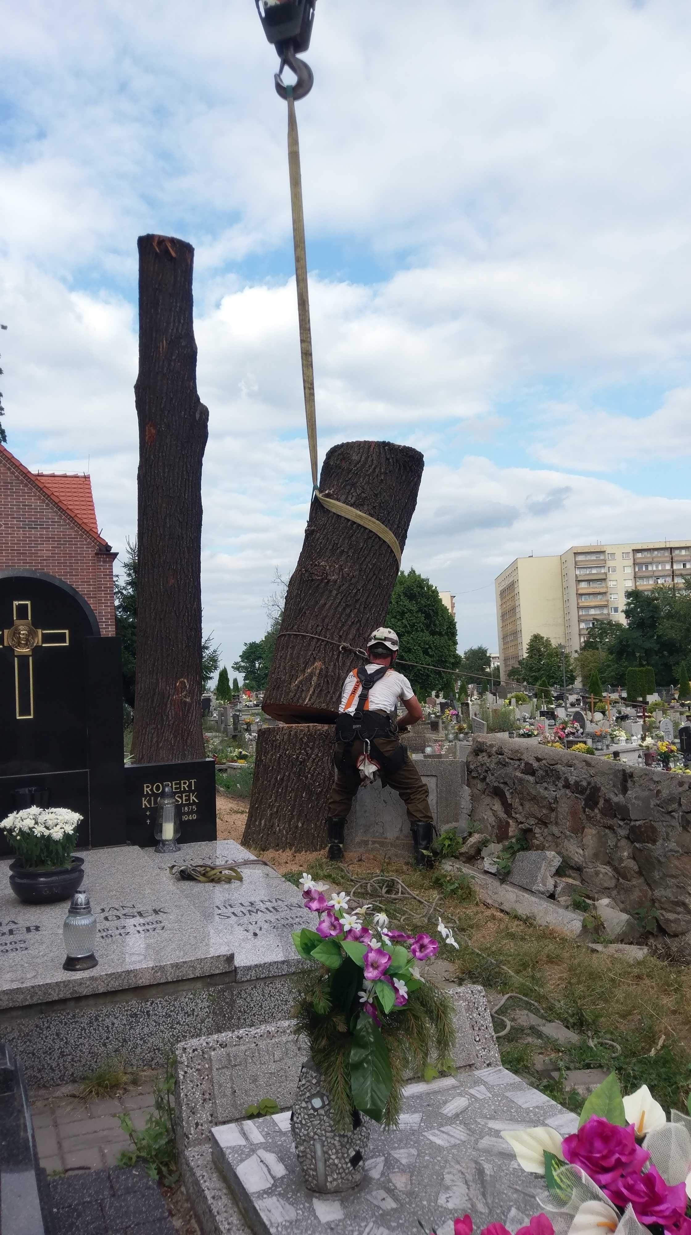 wycinka, pielęgnacja DRZEW oraz ZIELENI | arborystyka woj. śląskie