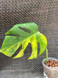 Monstera Marmorata