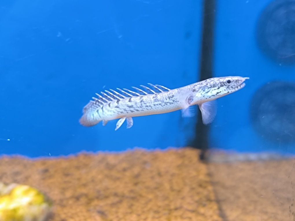 Polypterus Delhezi