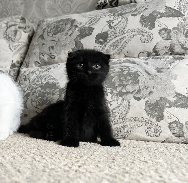 Ценителям Красивого )