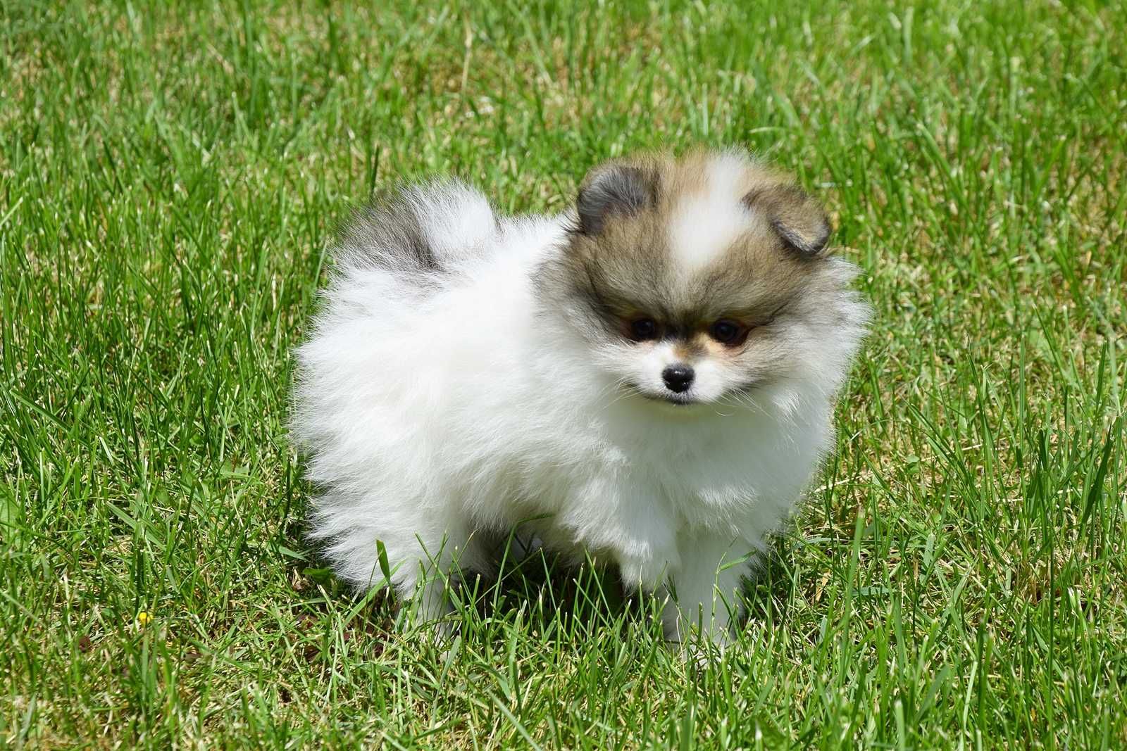 Nefryt - piesek Pomeranian parti color