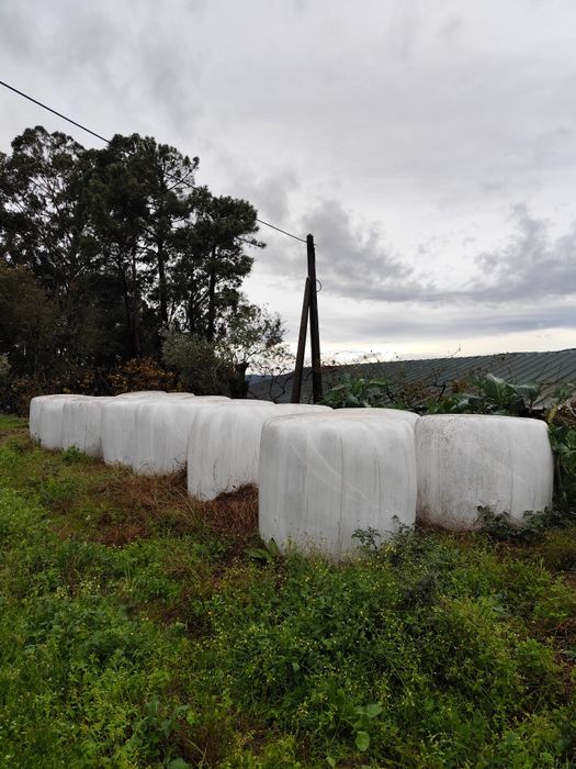 Rolos de erva / azevém