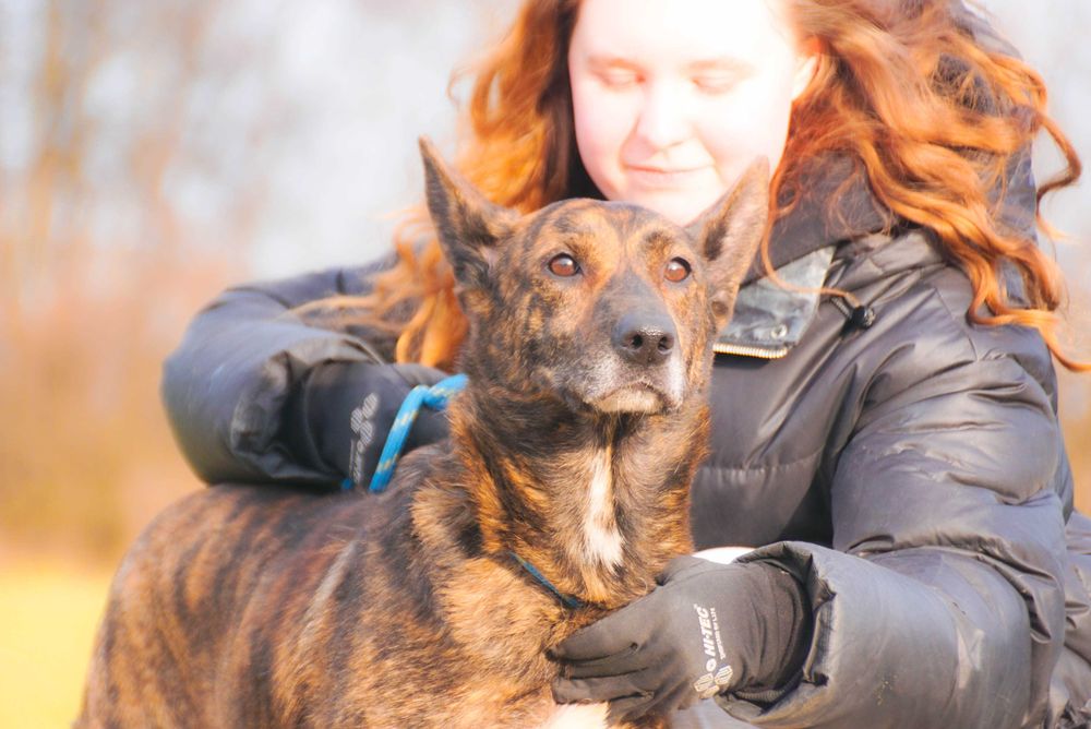 Adora - piekna pręgowana sunia