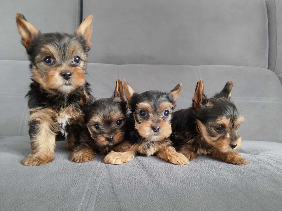 york shizr terrier