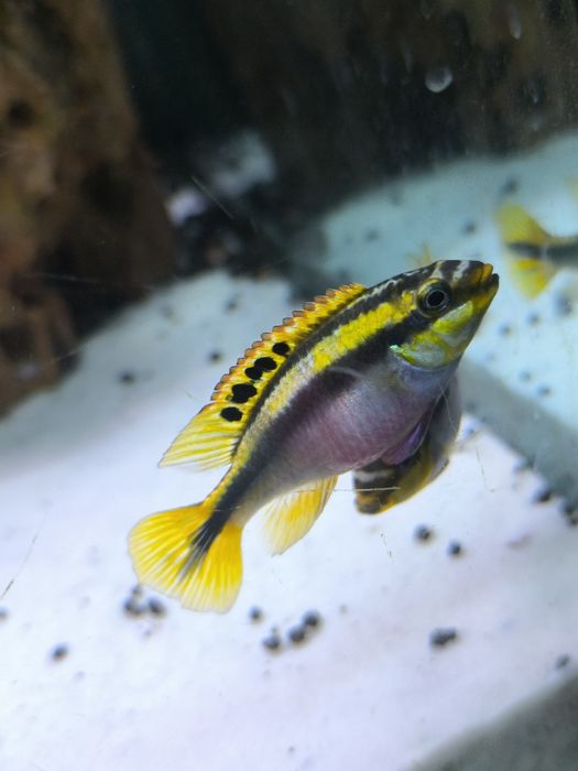 Barwniak czerwonobrzuchy