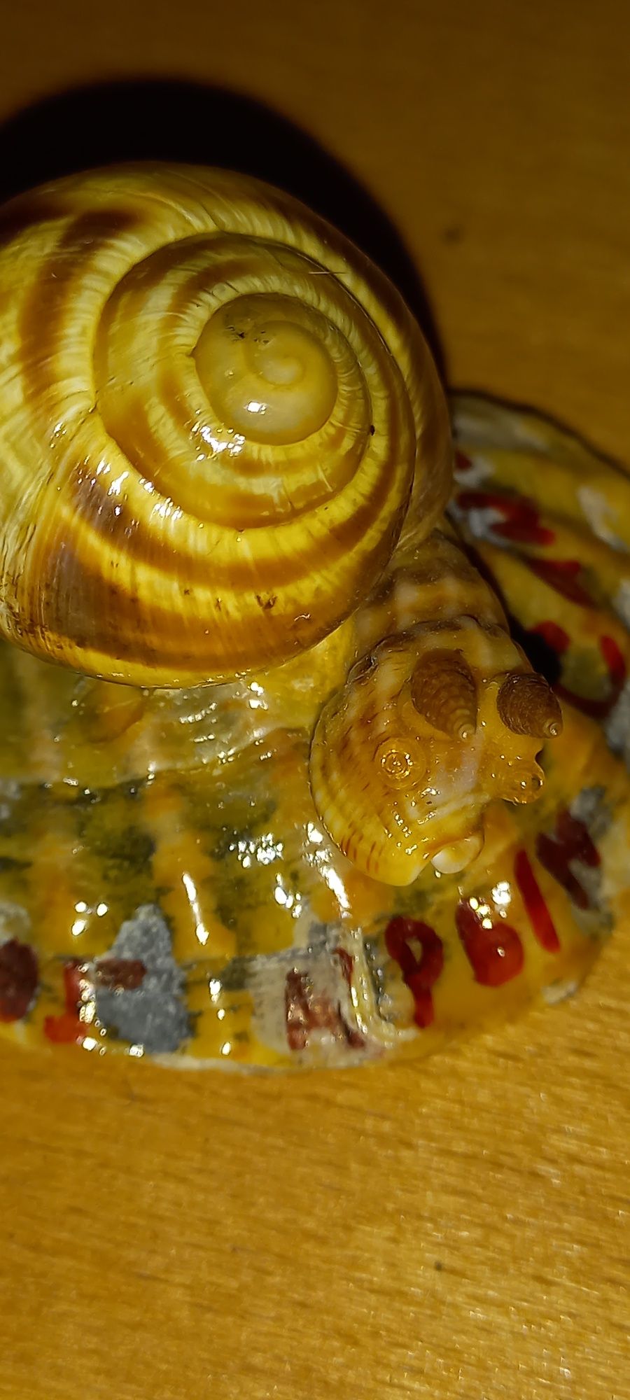 2 ракушки(сувенир + ракушка)