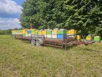 Gotowy biznes, pasieka - 30 uli z pszczołami/przyczepa/monitoring/GSM