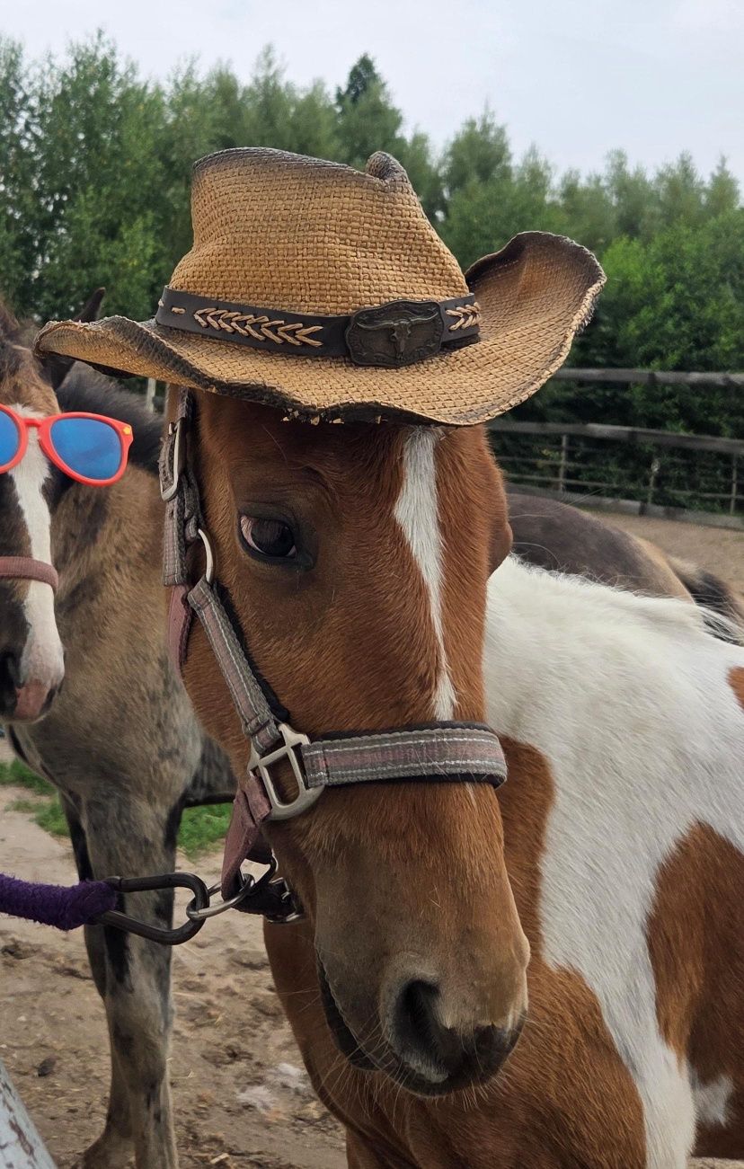 Ginny QT klaczka 1/2 aph American Paint Horse