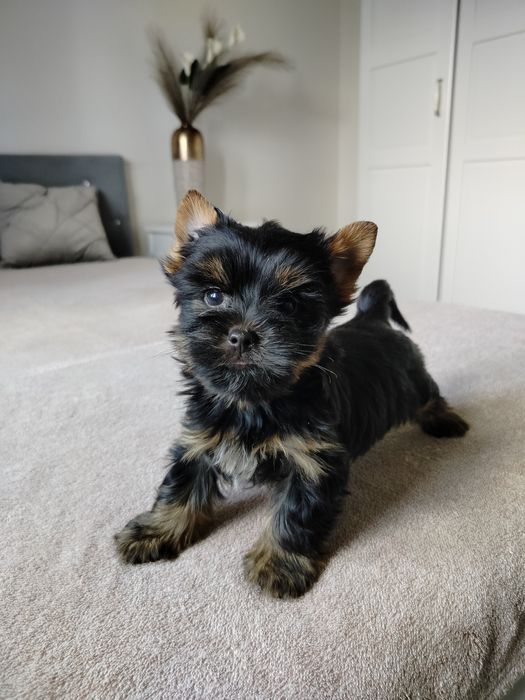 York yorkshire terrier piesek