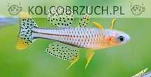 Modrook Gertrudy - Pseudomugil gertrudae - dowozimy, wysyłamy