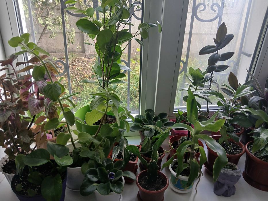 Кімнатні рослини (Вазони )