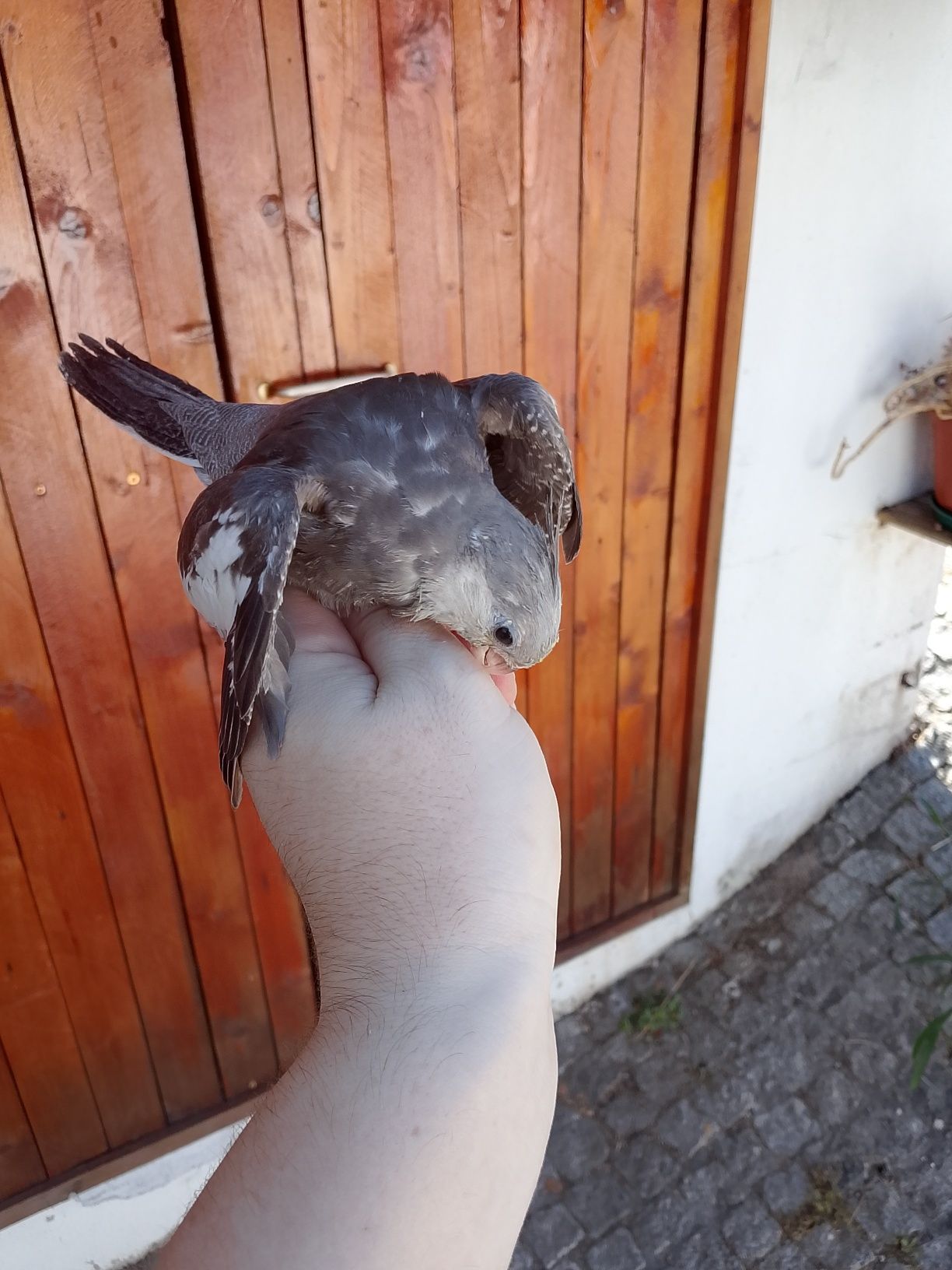 Caturras criadas a mão