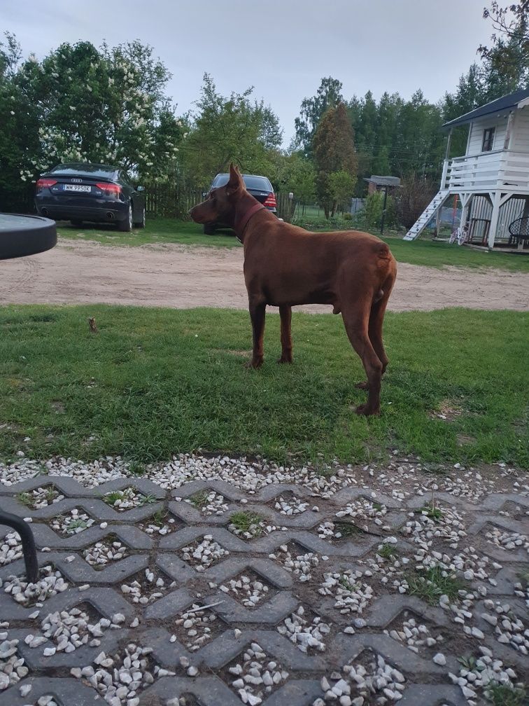 Doberman reproduktor