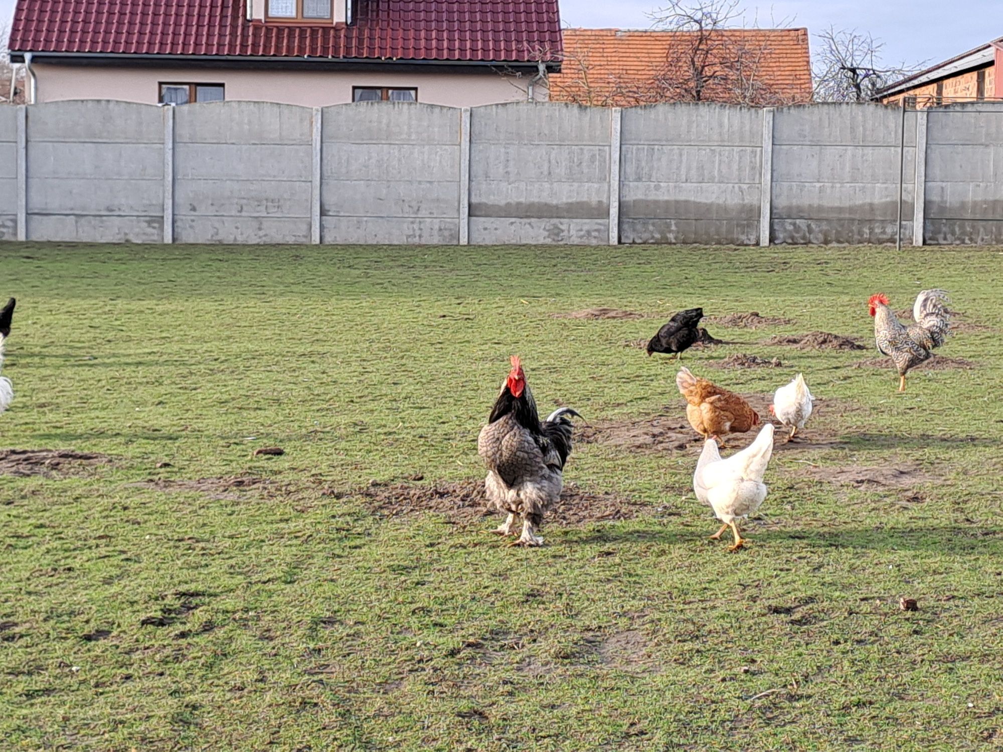 Witam sprzedam parę cwergów